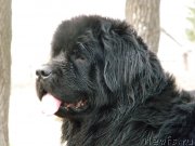 Превью фото № 121558