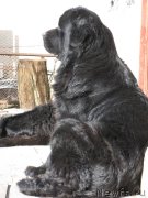 Превью фото № 121559