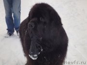 Превью фото № 121561