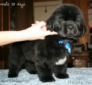 Превью фото № 121569