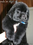 Превью фото № 121571