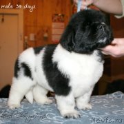 Превью фото № 121581