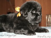 Превью фото № 121586