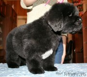 Превью фото № 121593