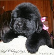 Превью фото № 121597