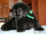 Превью фото № 121602