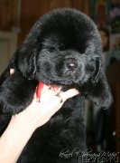 Превью фото № 121613