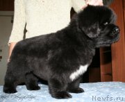 Превью фото № 121623