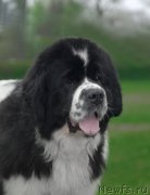 Превью фото № 121726