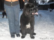 Превью фото № 121727