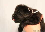 Превью фото № 121831