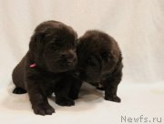 Превью фото № 121833