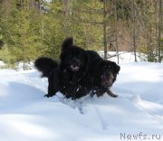 Превью фото № 121851