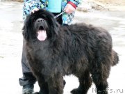 Превью фото № 121858