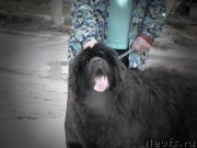 Превью фото № 121859