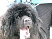 Превью фото № 121861