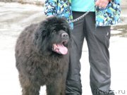 Превью фото № 121862