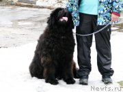 Превью фото № 121864