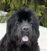 Превью фото № 121896