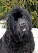 Превью фото № 121898