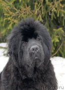 Превью фото № 121899