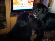 Превью фото № 121906