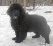 Превью фото № 121933