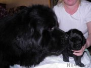 Превью фото № 122036