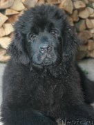 Превью фото № 122040