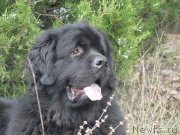 Превью фото № 122045