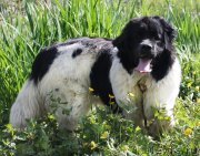 Превью фото № 122049