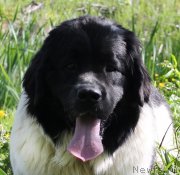 Превью фото № 122050