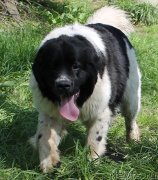 Превью фото № 122051