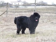 Превью фото № 122152