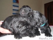 Превью фото № 122175