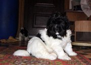 Превью фото № 122185