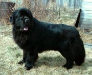 Превью фото № 122197