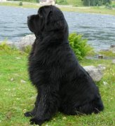 Превью фото № 122198