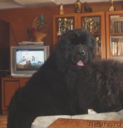 Превью фото № 122207