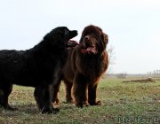 Превью фото № 122358