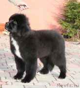 Превью фото № 122374