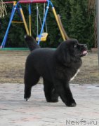 Превью фото № 122376