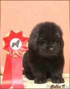 Превью фото № 122491