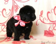 Превью фото № 122508