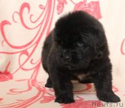 Превью фото № 122512