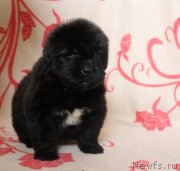 Превью фото № 122513