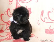 Превью фото № 122514