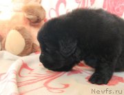 Превью фото № 122518