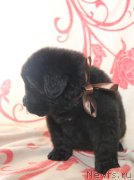 Превью фото № 122519