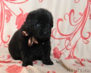 Превью фото № 122521